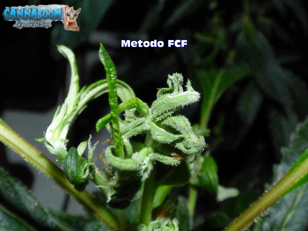 I+D  --->>  ☯QUIERES DOBLAR LA PRODUCCION DE TUS COSECHAS.. METODO MONSTER CROPPING  SEGUIMIENTO☯(CannaBoom) - Página 3 Metodo94