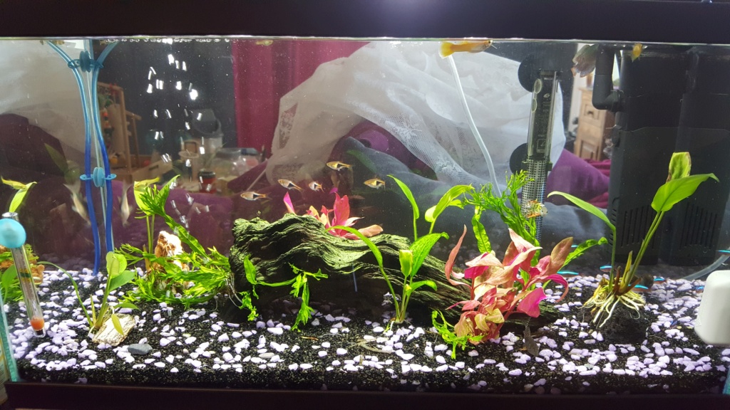 [HELP] gourami nain maigre - Page 2 20190415