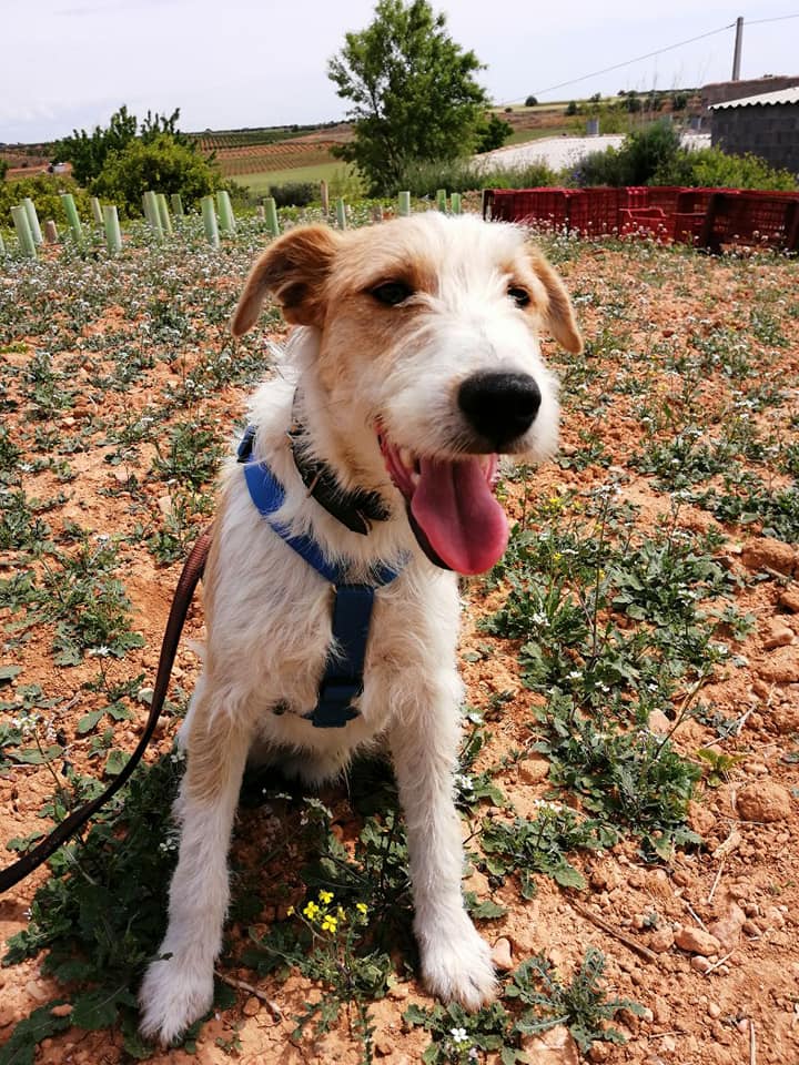 COCO - CROISÉ FOX TERRIER - ES (SA) 61258610