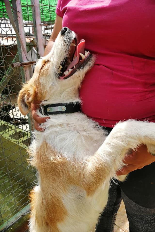 COCO - CROISÉ FOX TERRIER - ES (SA) 61548110