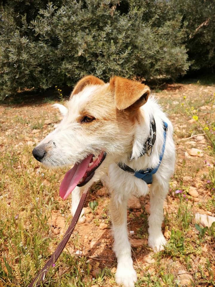 COCO - CROISÉ FOX TERRIER - ES (SA) 61881810