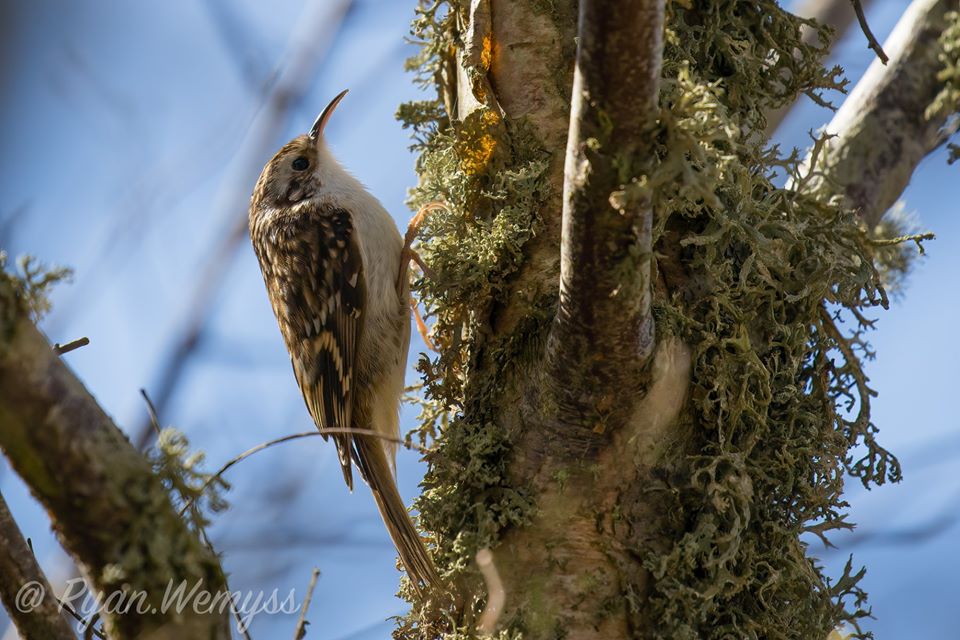 Bird photos. - Page 3 152