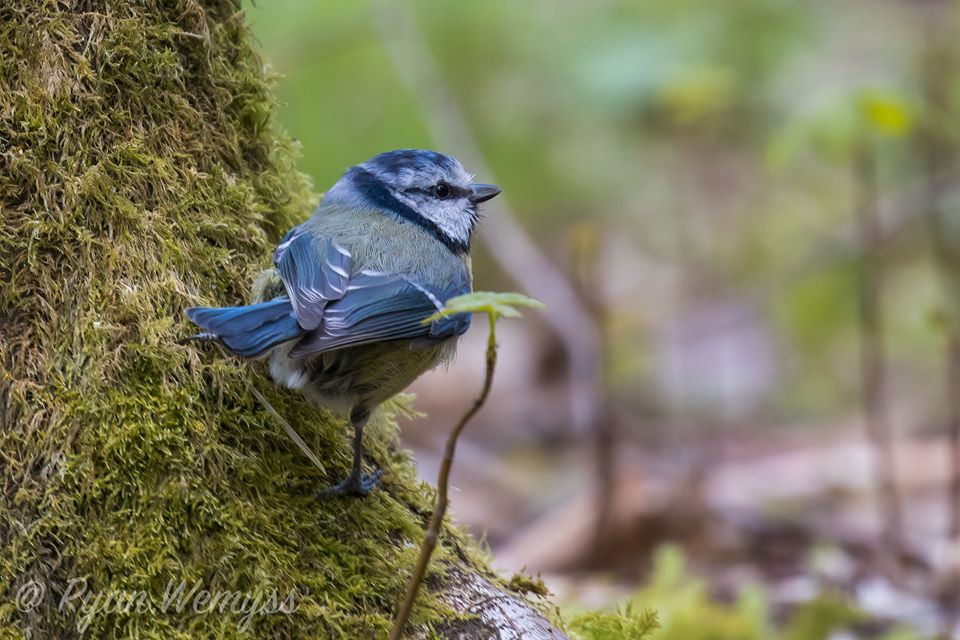 Bird photos. - Page 3 158