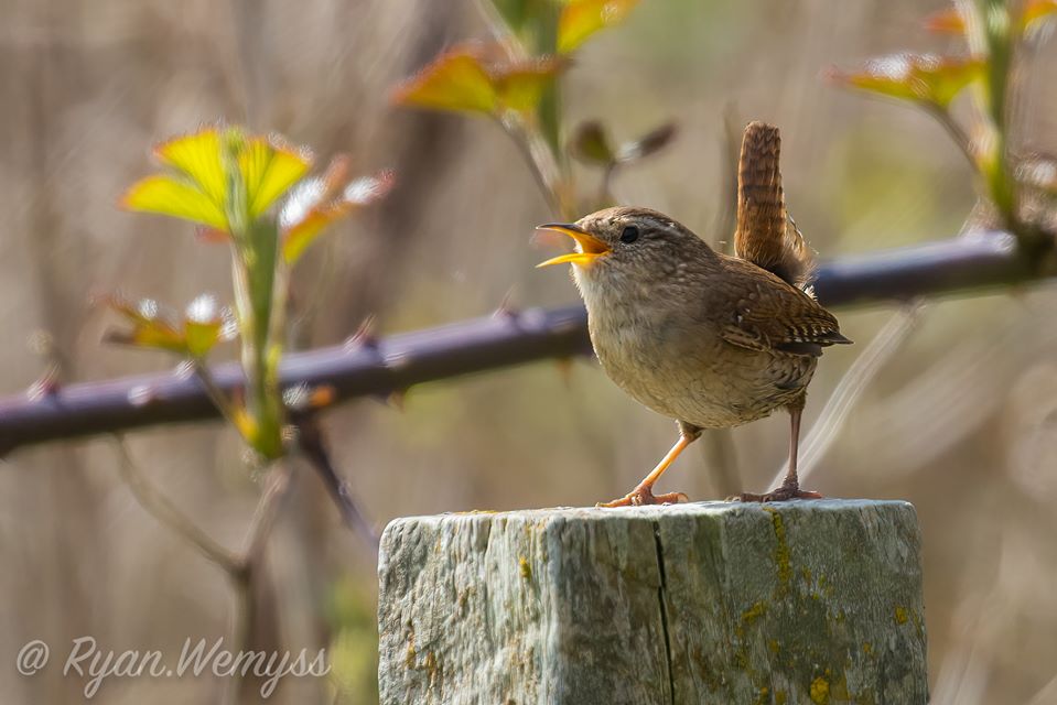 Bird photos. - Page 4 163