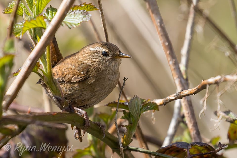 Bird photos. - Page 4 328