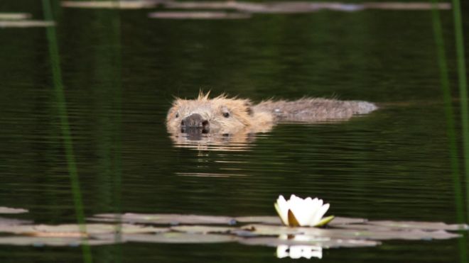 Beavers given protected status in Scotland _1066410