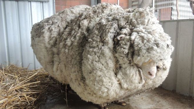 Chris the sheep: Merino with famously overgrown fleece dies _8533710