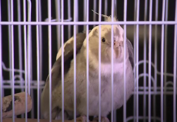 Missing cockatiel returned after singing Addams Family Captu145