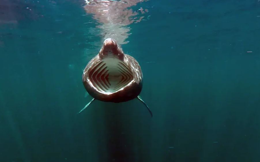 Guardian photos of the day. - Page 8 Captu470