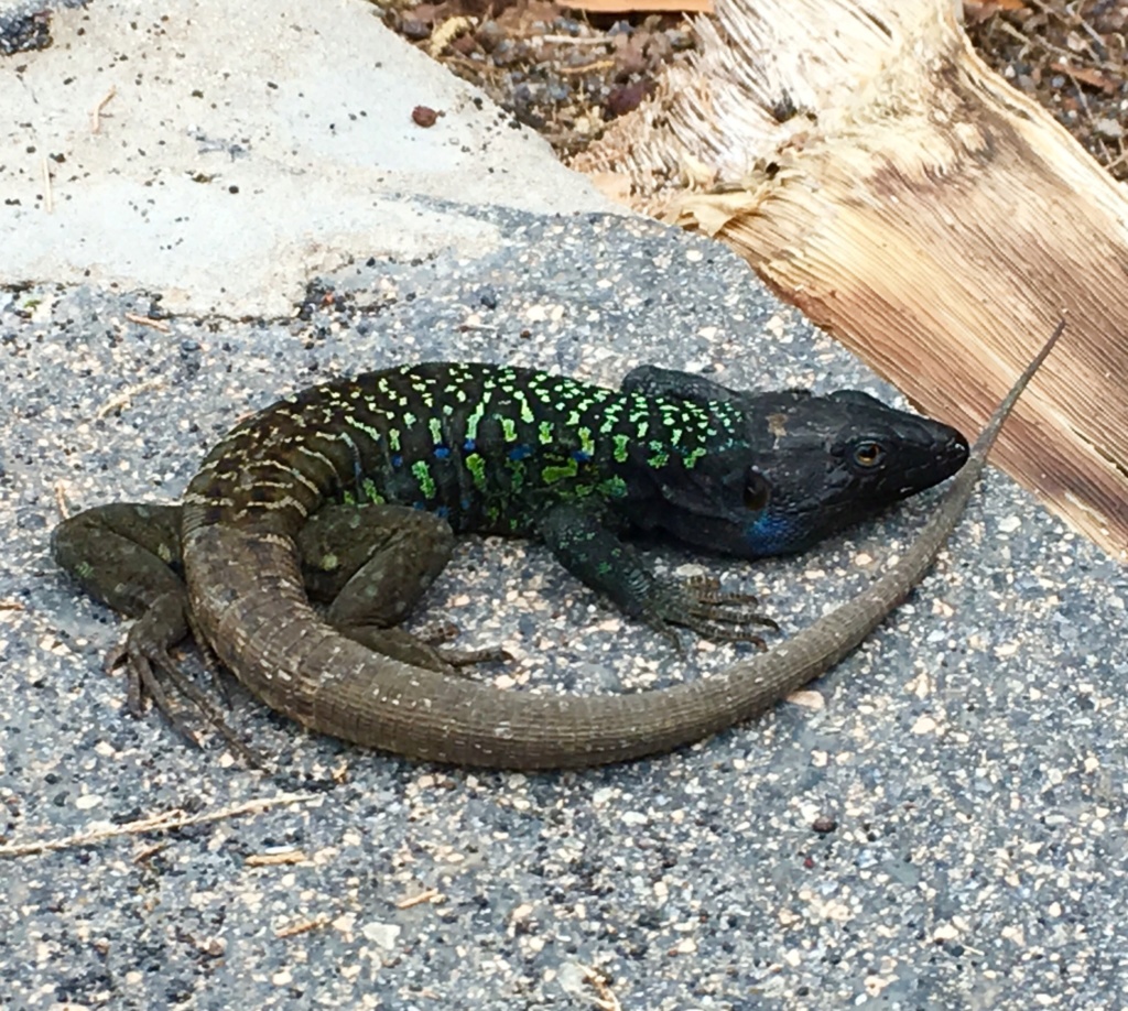 Live lizards found in parcel post from Tenerife Origin10