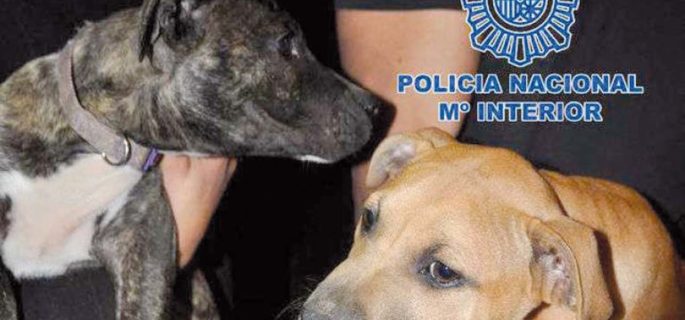Shocking cases of cruel dog fighting in Canaries due before courts Page-113