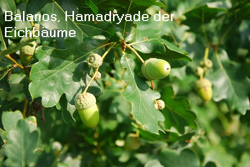 Hamadryade Balanos (Mythologie): Eichbäume mit der Nussfrucht Eichel Balano10