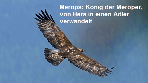 Merops (Mythologie): König der Meroper, in Adler verwandelt Merops10