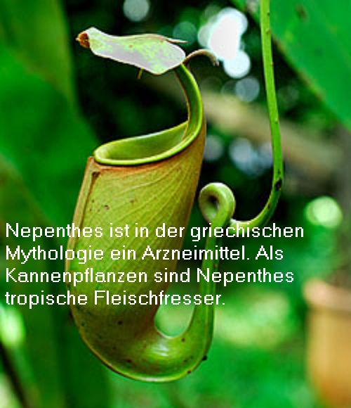 Nepenthes (Mythologie): Arzneimittel gegen Kummer, Ängste und Leiden Nepent10