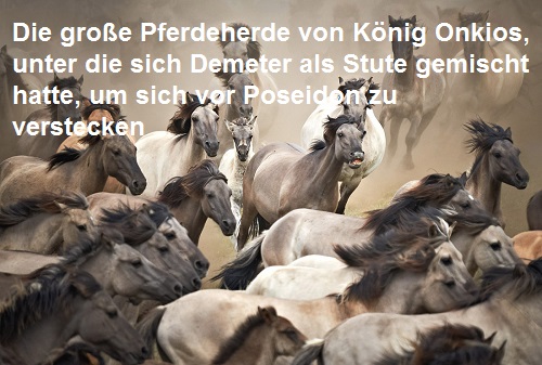 Onkios (Mythologie): König von Okeion, Besitzer einer großen Herde (Pferde) Onkios10