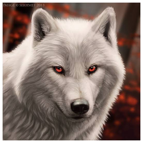 Apresentação wolf Images14