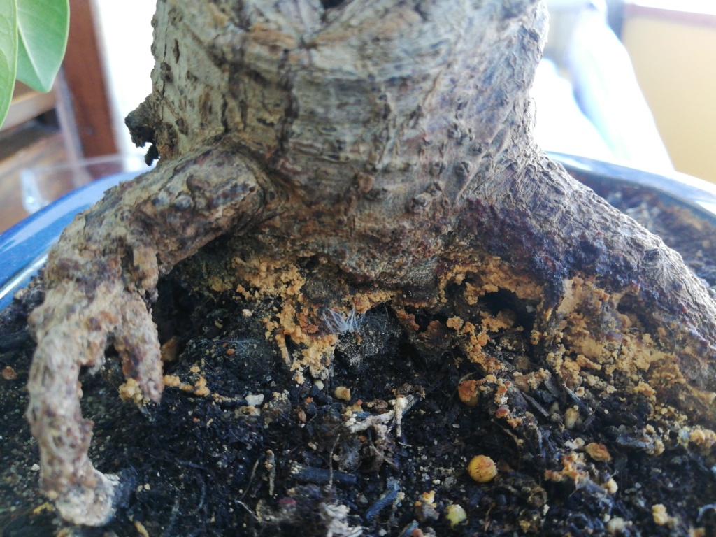 Patina gialla su tronco di Ficus Microcarpa (fungo?)  15884910