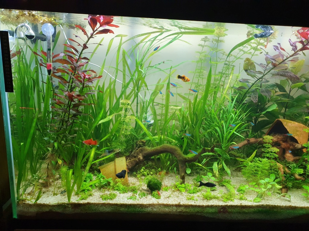 mon aquarium Aqua212