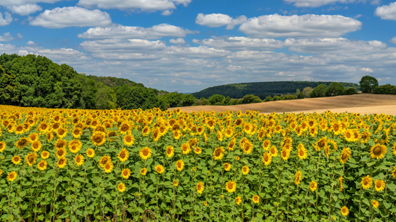 Suncokreti-sunflowers - Page 21 3835