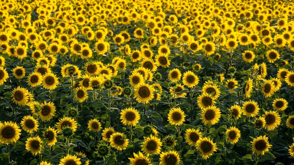 Suncokreti-sunflowers - Page 24 8921