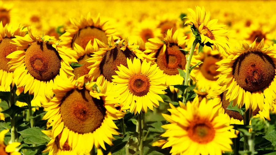 Suncokreti-sunflowers - Page 21 8_webp13