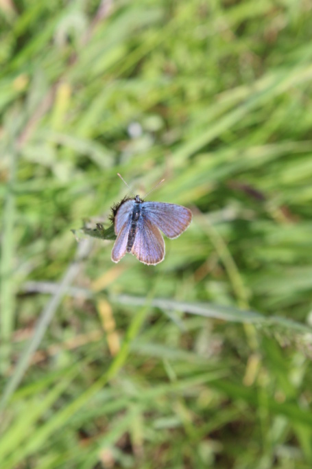 Identification papillon [cyaniris semiargus] Img_3516