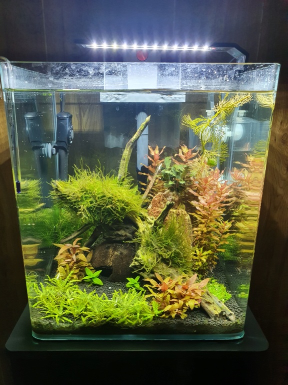 Nano cube 30L crevettes 20220112