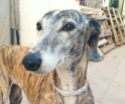 VERA (galga) - HOGAR DE PAZ 20240246