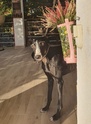 DAKOTA (galga) - HOGAR DE PAZ Dakota18