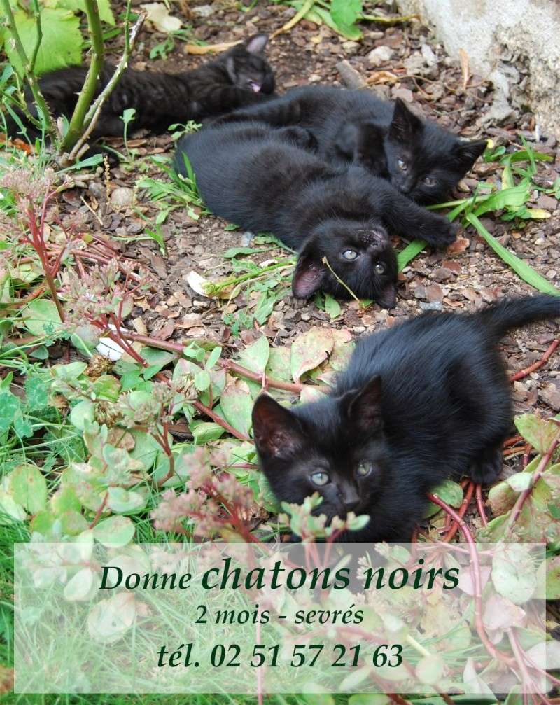 donne chatons Donnec10