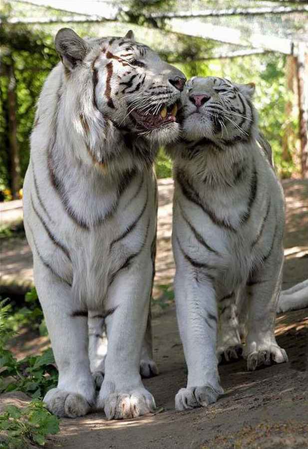 Tigres et félins Tigres39