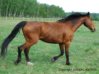 Junior , hongre TF de 11 ans adopté par Gilles 18.11.08 Junior10