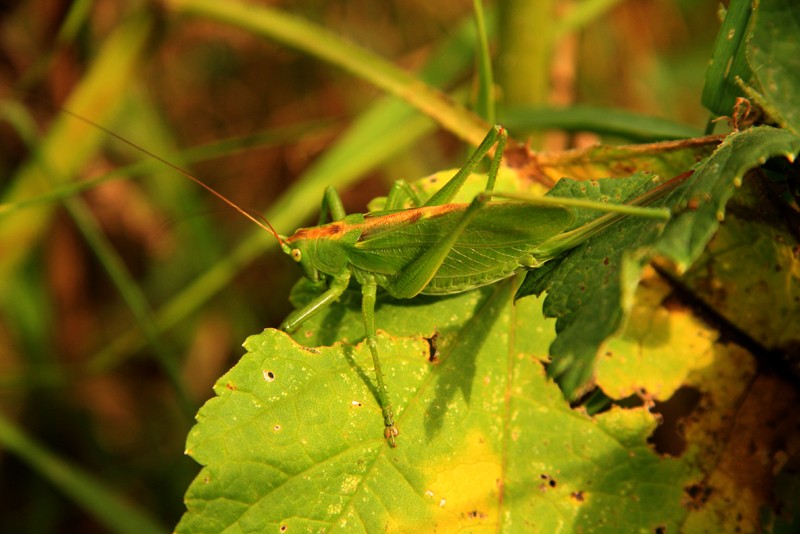 quelques macro d'insectes Photo_32