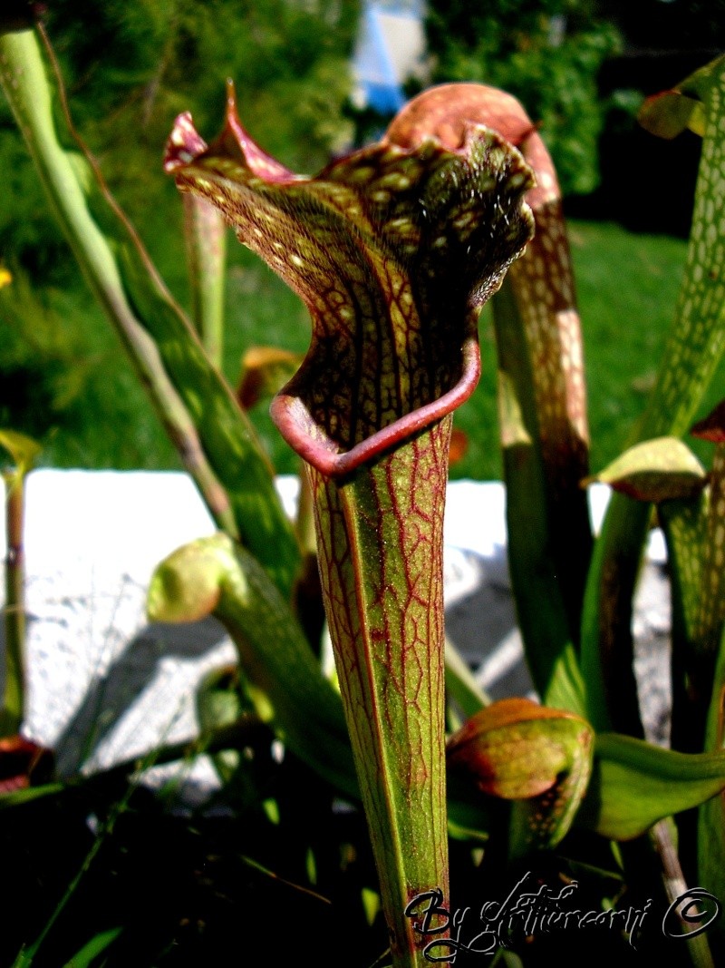 Dionaea, Sarracenia, genlisea, Drosera, Ibicella, Nep.. H32-al10