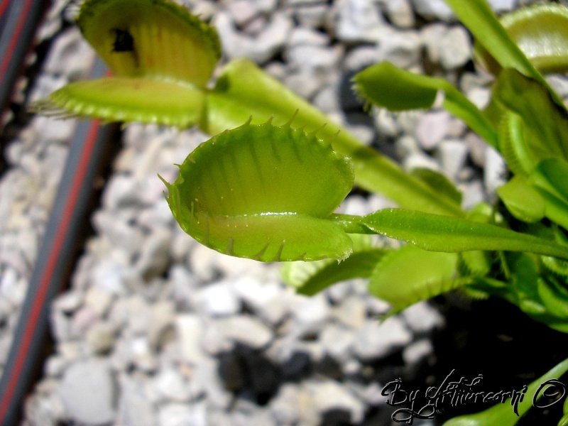 Dionaea, Sarracenia, genlisea, Drosera, Ibicella, Nep.. Piege_11