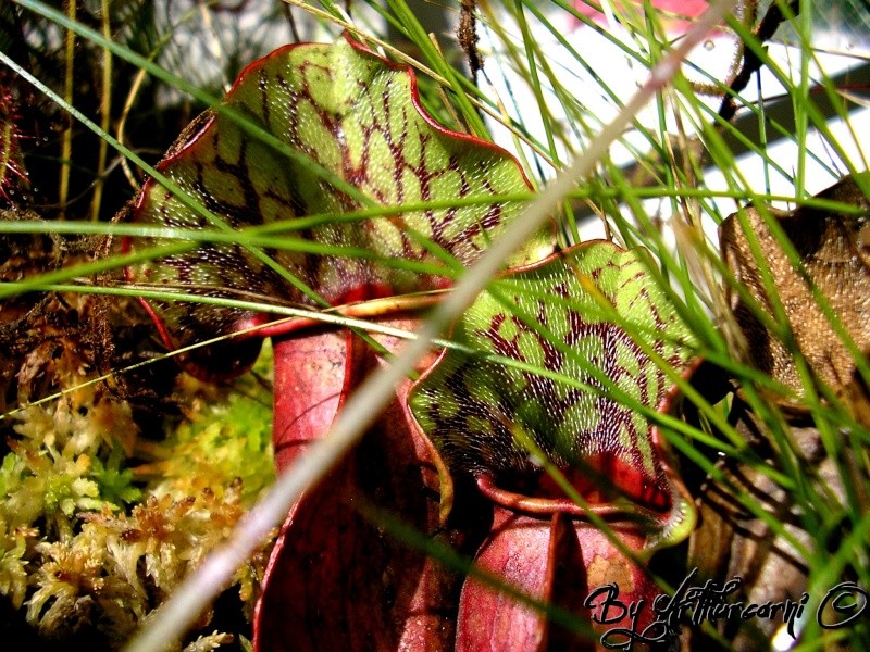 Dionaea, Sarracenia, genlisea, Drosera, Ibicella, Nep.. Pp01-s10