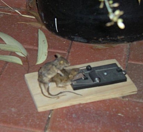comment attraper une souris sans la tuer - Page 2