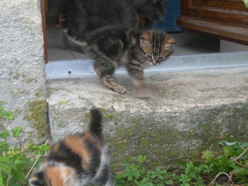 Chatons à adopter fin septembre Chaton13