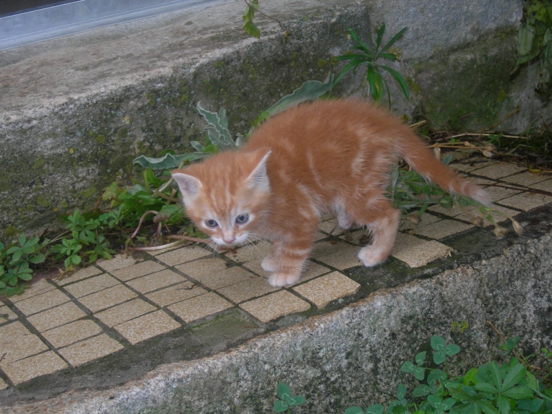 Chatons à adopter fin septembre Chaton14