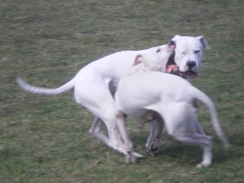 Abril  et Blanco  a y est ils sont au complet !!! Imgp2530