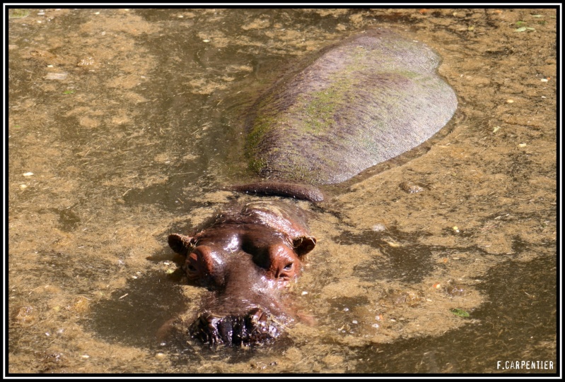 Hippo Hippo10