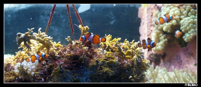 Petit aquarium d'eau salée P7295514