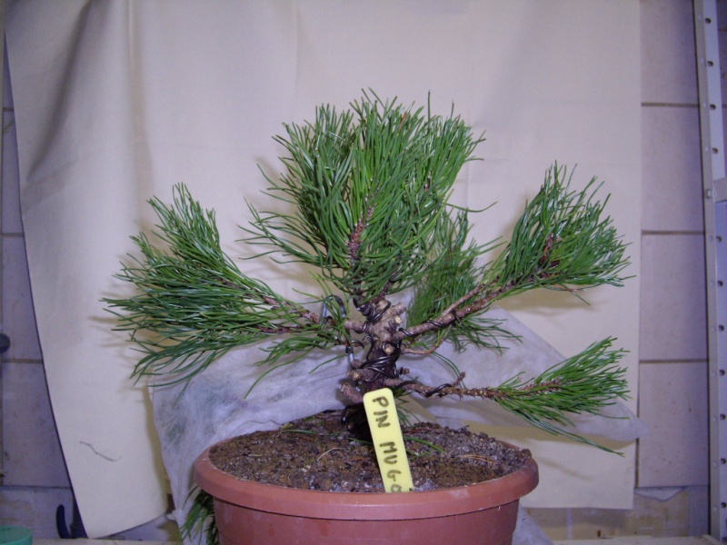 Pinus mugho - Page 2 Imgp0312