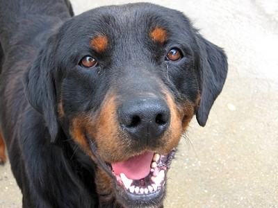 2 rottweiler fourriere de niort (79) 20080310