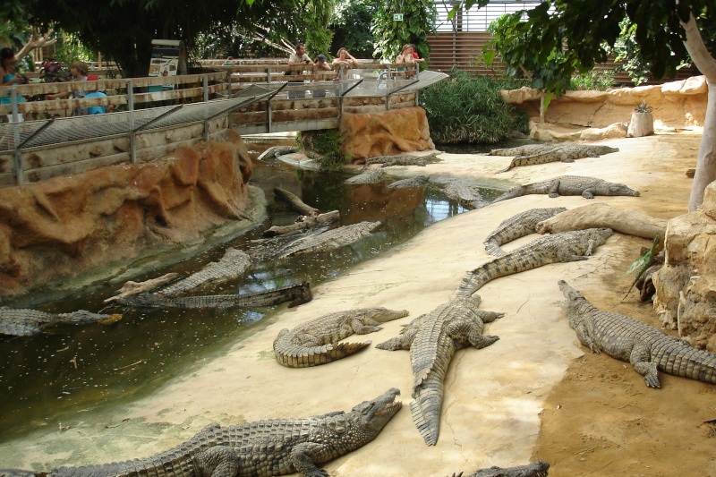 La ferme aux crocodiles. Dsc09112