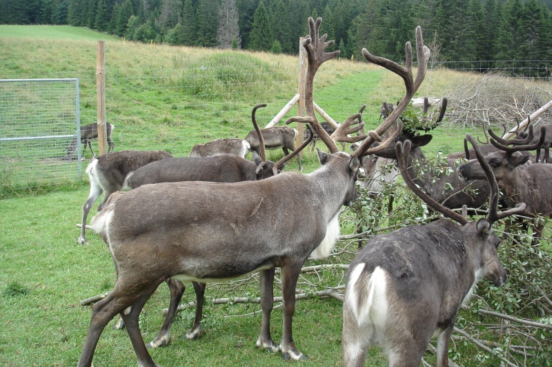 Le parc polaire. Dsc09117