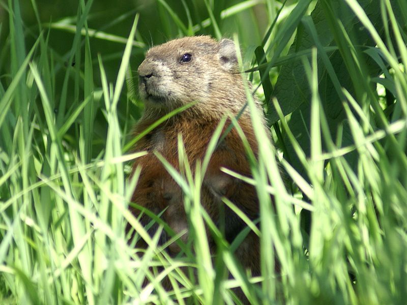 Marmotte du Québec [Marmota monax] Marmot10