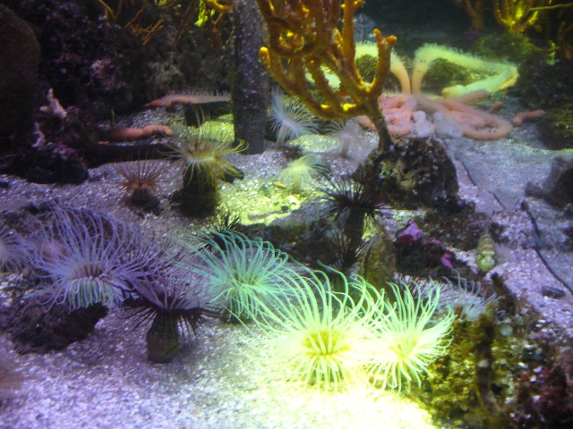 aquarium de la Rochelle P1010914