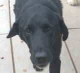 B-Chastre : Snoupy, Labrador noir, 9 ans  (sauvetage) Snoopy10