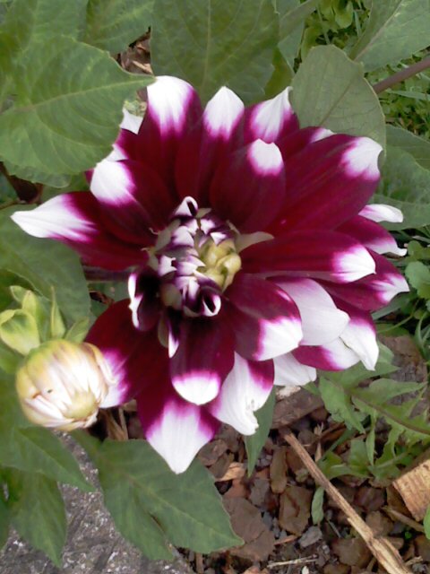 Dahlia, ....bellisima !!! Image_31